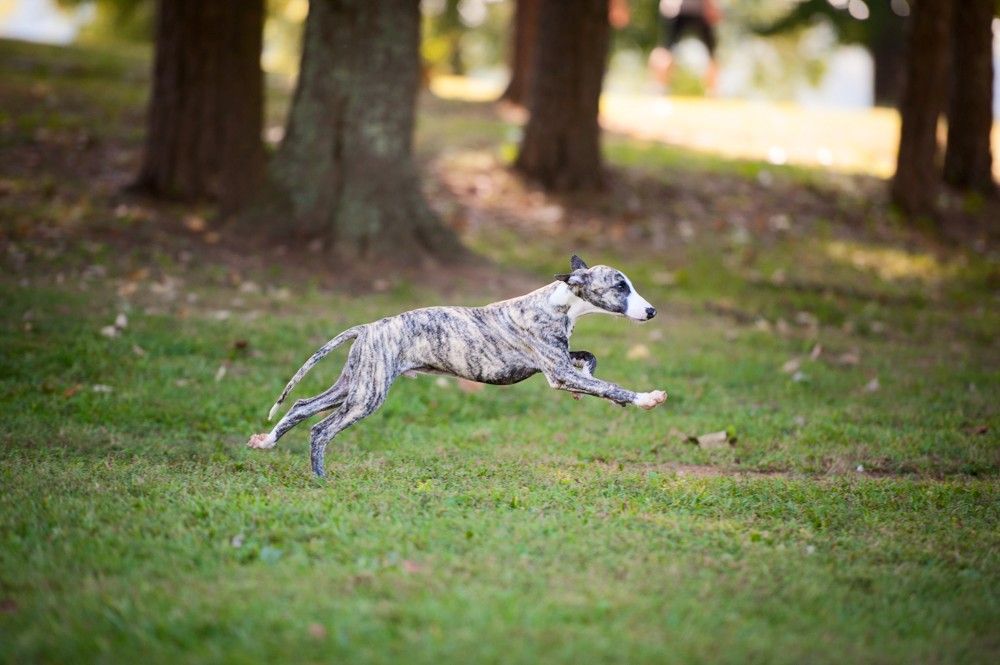 Rhine Whippets in Tennessee Whippet puppies Good Dog