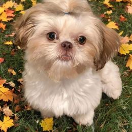 MARSHALL - Liver male Shih Tzu puppy in Clifton, Texas from 5Z Shih Tzu Squad