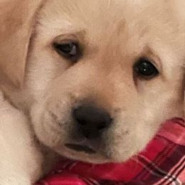 Golden Retrievers and Labrador Retrievers from Bluemittn Retrievers