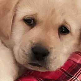 Golden Retrievers and Labrador Retrievers from Bluemittn Retrievers