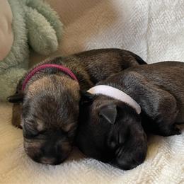 White Collared Girl - Black female Miniature Schnauzer puppy in San Diego, California from KMS-Miniature Schnauzers