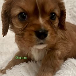 Cavalier King Charles Spaniel Puppies from Rhonda Davis