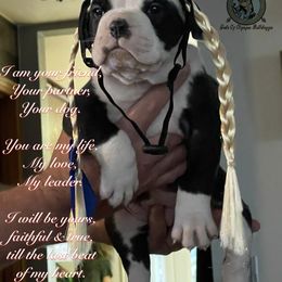Olde English Bulldogge Puppies from Gods Of Olympus Bulldogges