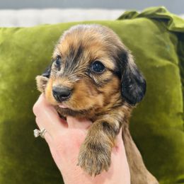 Girl 3 - female Dachshund puppy in Altus, Oklahoma from Johnson Prairie Pups