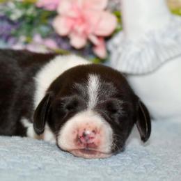 Norris - Black male Dachshund puppy in Bellville, Ohio from JK Mini Doxies