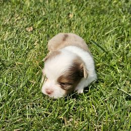 Tiny Red Merle - Red merle male Toy Australian Shepherd puppy in Missouri from MadCat Toy Aussies