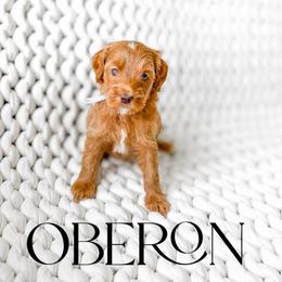 Oberon - Red  male Goldendoodle puppy in Springville, Utah from Happy Doodle