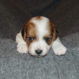 Lil Drop - Piebald male Dachshund puppy in Cambridge, Ohio from Mindy's Mini Dachshunds