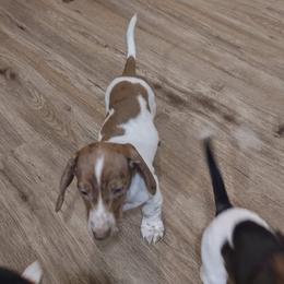 Cowboy - Piebald male Dachshund puppy in Acworth, Georgia from Real Life Pupps LLC
