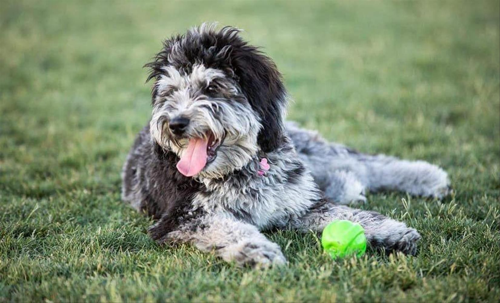 Aussiedoodle