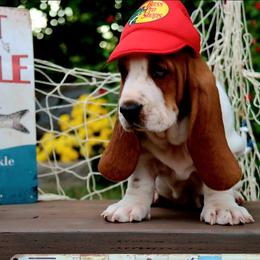 Tuna - Mahogany and white female Basset Hound puppy in Pollock, Missouri from Northstar