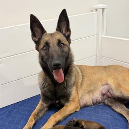 Belgian Malinois Puppies from Artaks Home Malinois