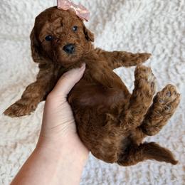 Daisy - Red female Cavapoo puppy in Grants Pass, Oregon from Climate City Cavapoos