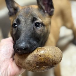 GAIA - Fawn sable female Belgian Malinois puppy in Saint Amant, Louisiana from Mercy Kennels