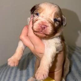 Jellybean - Red merle male Australian Shepherd puppy in Anniston, Alabama from All Hale Aussies