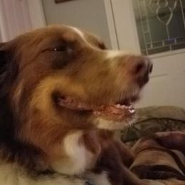 Australian Shepherds from T&L Wolfe Australian Shepherd