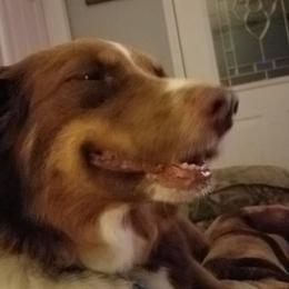 Australian Shepherds from T&L Wolfe Australian Shepherd