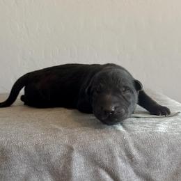 Blue - Black male German Shepherd puppy in Buckeue, Arizona from Légende Vivante Du Chief Kennel