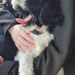 Goldendoodle and Poodle Puppies from Elizabeth Rocha's Doodles