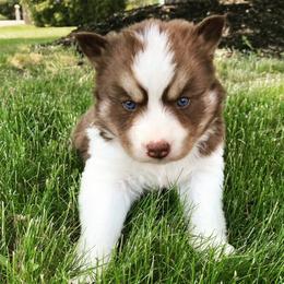 Miniature Australian Shepherd and Siberian Husky Puppies from Anna Philbrick