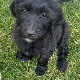 Goldendoodle Puppies from Bridger Peak Doodles