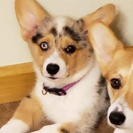 American Corgis and Pembroke Welsh Corgis from Barks Farms Corgis