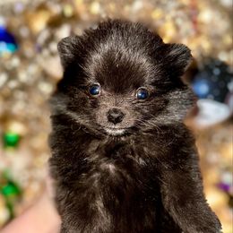 Rutabaga - Black female Pomeranian puppy in Springfield, Missouri from Hope Mountain Pomeranians
