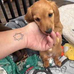 Dachshund Puppies from Bigony Family Dachshund’s