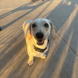 Moose - Dachshund