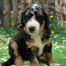 Charlie Brown Boy - Tri-color male Bernedoodle puppy in The Woodlands, Texas from Gracie's Goldendoodles and Bernedoodles