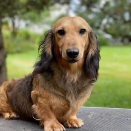 daVinci - Dachshund