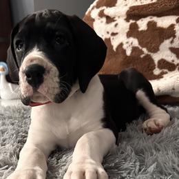 Echo - Mantle female Great Dane puppy in Liberty, New York from Catskills Greatest Danes