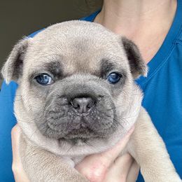 French Bulldog Puppies from Upcountry Frenchies