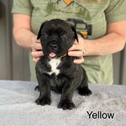 Yellow Collar R - Black brindle male Cane Corso puppy in Paris, Texas from Knucklehead Cane Corso