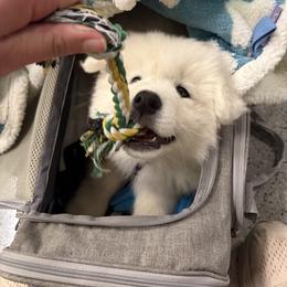 Samoyed Puppies from Morning Star Samoyeds