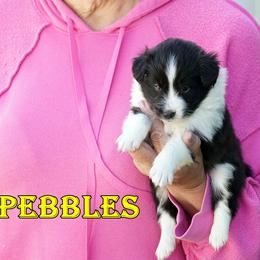 PEBBLES - BI BLACK FEMALE - Black and white female Shetland Sheepdog puppy in Frazeysburg, Ohio from Mountain High Kennels