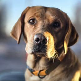 Labrador Retrievers from Full House Ranch