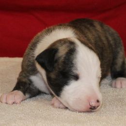 Whippet Puppies from Phasion Whippets Kimberly & Paul Norton Sr.