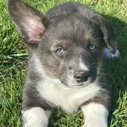 American Corgi Puppies from Patriot American Corgi