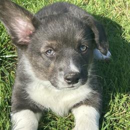 American Corgi Puppies from Patriot American Corgi