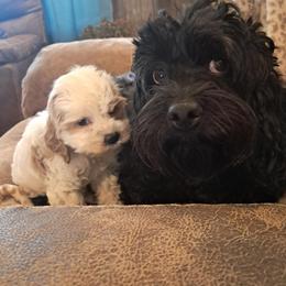Aussiedoodle and Cockapoo Puppies from Ouachita River Cockapoos