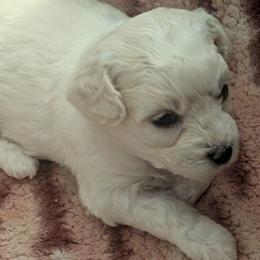 Bichon Frise puppies from Jawoofski's Bichons