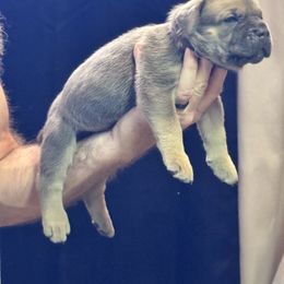 Tank - Gray and fawn male Cane Corso puppy in Pollock Pines, California from Capitol City Cane Corso