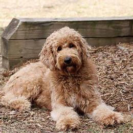 Precious - Goldendoodle