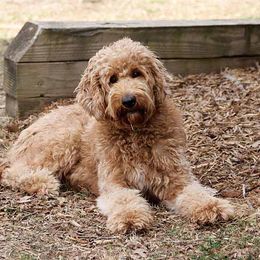 Precious - Goldendoodle