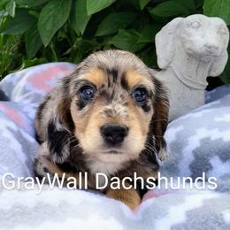 Dachshund Puppies from Gray Wall Dachshunds