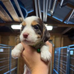 Girl 1 - Liver white and tan female English Springer Spaniel puppy in Fort Meade, Florida from Lake in the Hills Springers