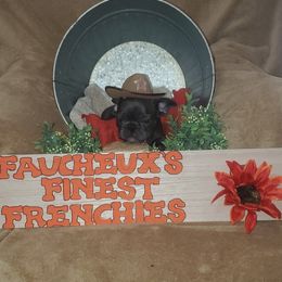 French Bulldog Puppies from Faucheux's Finest Frenchie's