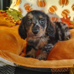 Sarah - Dapple female Dachshund puppy in Hudson, Michigan from Mittentail Kennel Miniature Dachshunds & Australian Shepherds