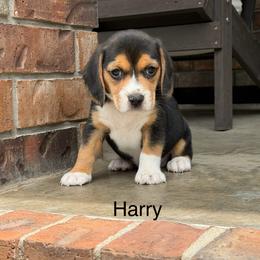 Harry - Black tan and white male Beagle puppy in Mansfield, Missouri from Rippee Creek Kennel